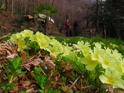 22 Primula vulgaris-Primule in fiore